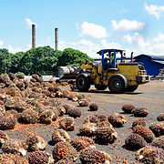 freshly harvested oil palm bunches in oil mill ready for bunch greading